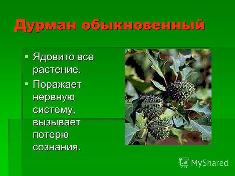 Ядовитые растения 4 класс