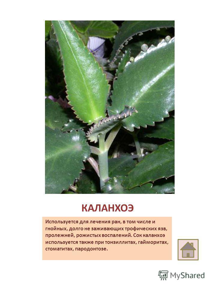 Растение каланхоэ фото лечебные свойства и описание