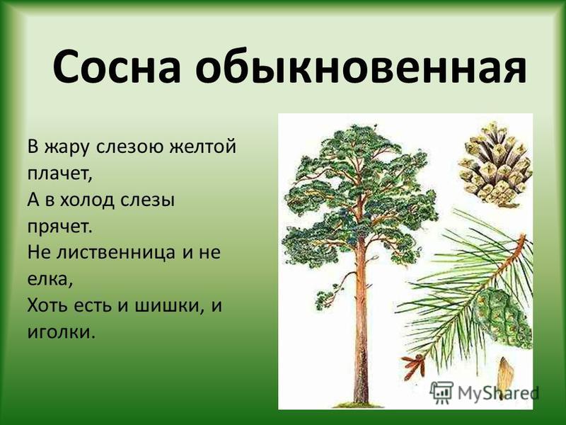 Применение сосны