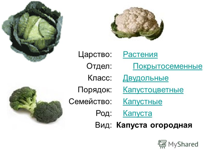 Капустные овощи таблица. Систематика капусты белокочанной. Классификация капусты белокочанной. Систематика растений капуста белокочанная. Капуста белокочанная вид род семейство.