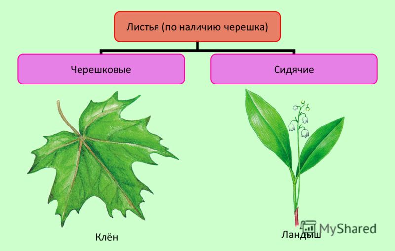 Листьев листьев правила