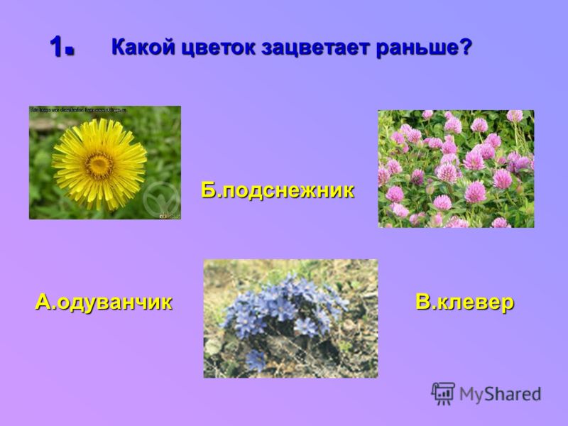 Какая 1 1 цветок