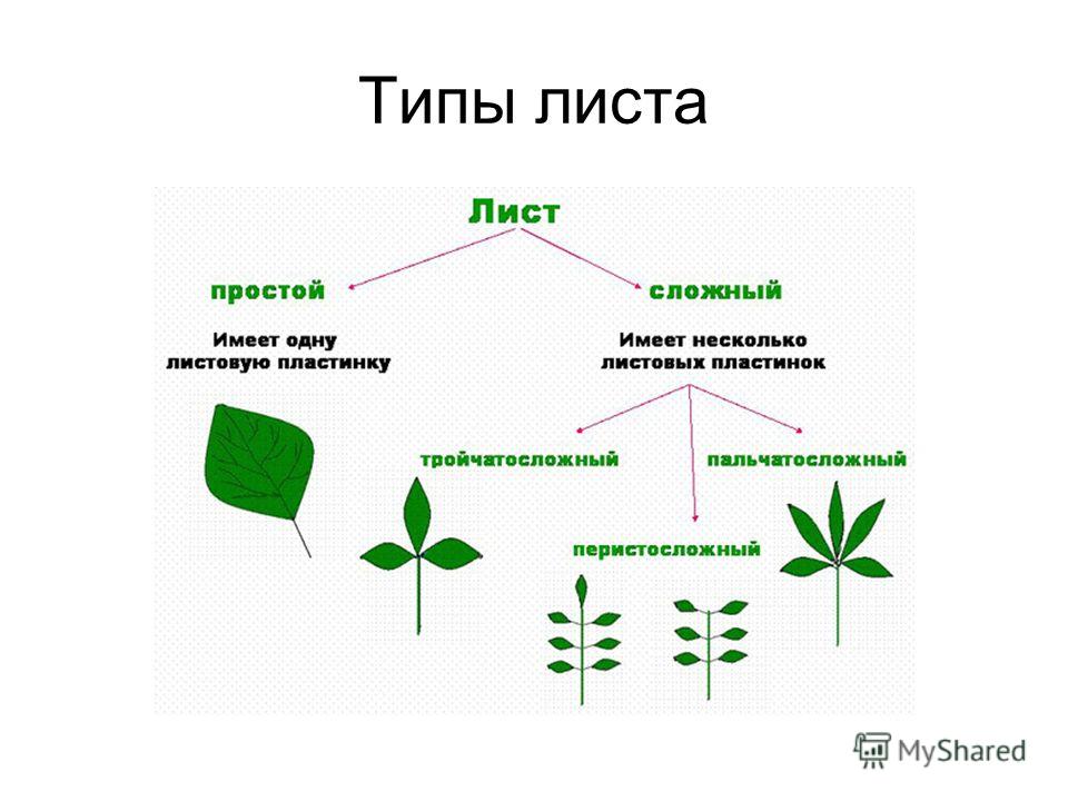 Растения в виде пластинок. Простые и сложные листья схема. Листья черешковые и сидячие простые и сложные. Типы листьев. Типы простых листьев.