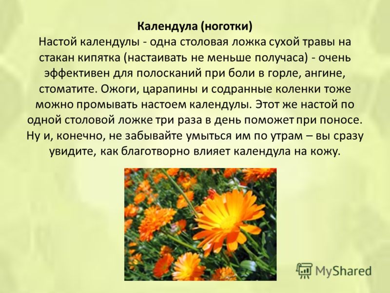 Календула польза. Календула или ноготки одно и тоже. Календула или ноготки лекарственные. Календула лекарственная описание. Календула и ноготки одно и тоже или нет.