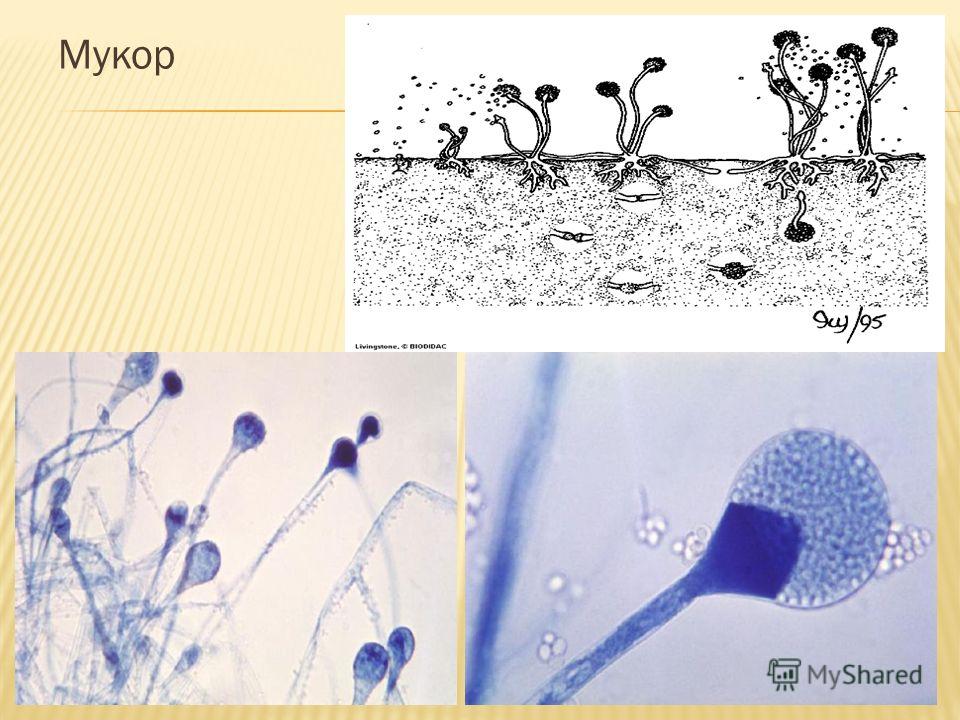 Строение мукора под микроскопом