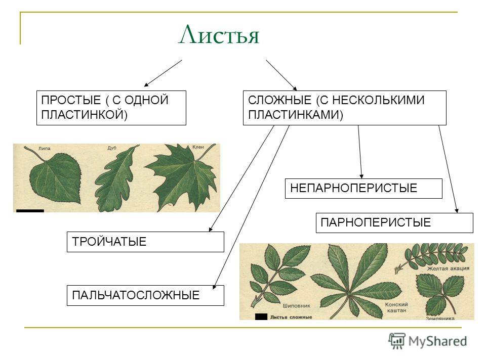 Страница и лист в чем разница фото