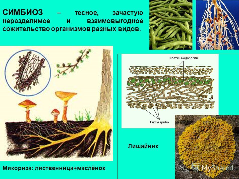 Симбиотические виды. Лишайники микориза. Лишайник микориза симбиоз. Микориза голосеменных. Лишайники азотфиксация.