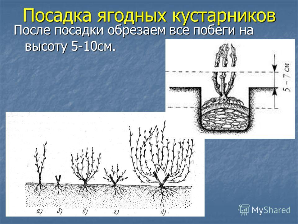 Посадка это. Посадка ягодных кустарников. Посадка плодовых кустарников. Технология посадки кустарников. Посадка ягодных кустарников весной.