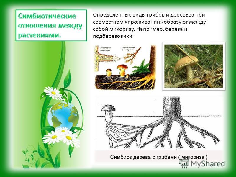 Грибы образуют микоризу с корнями