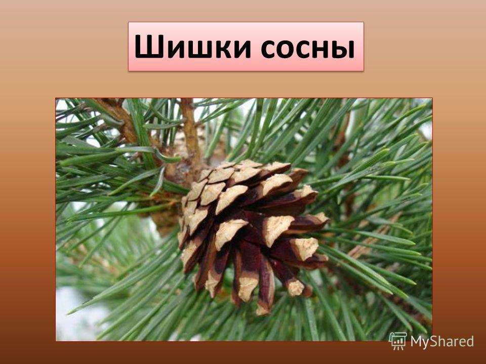 Какие шишки у ели и сосны. Шишка сосны. Шишки хвойных. Форма шишки сосны обыкновенной. Шишки для презентации.