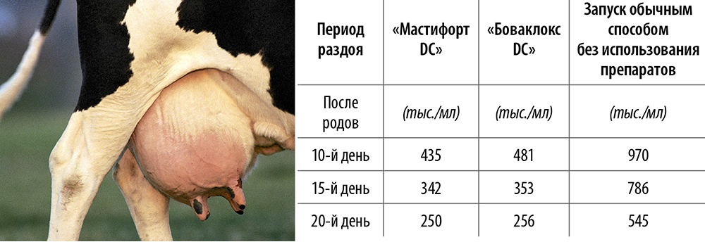 Схема отела коров в числах