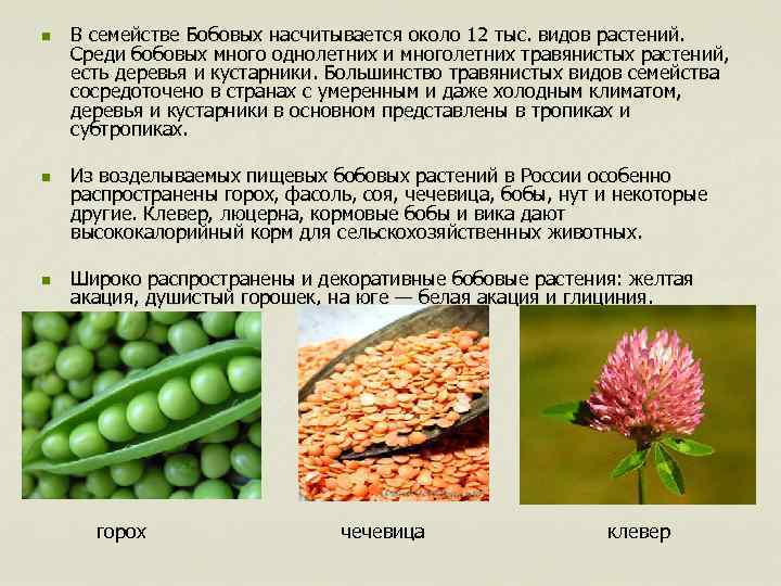 Бобовые пищевые культуры примеры