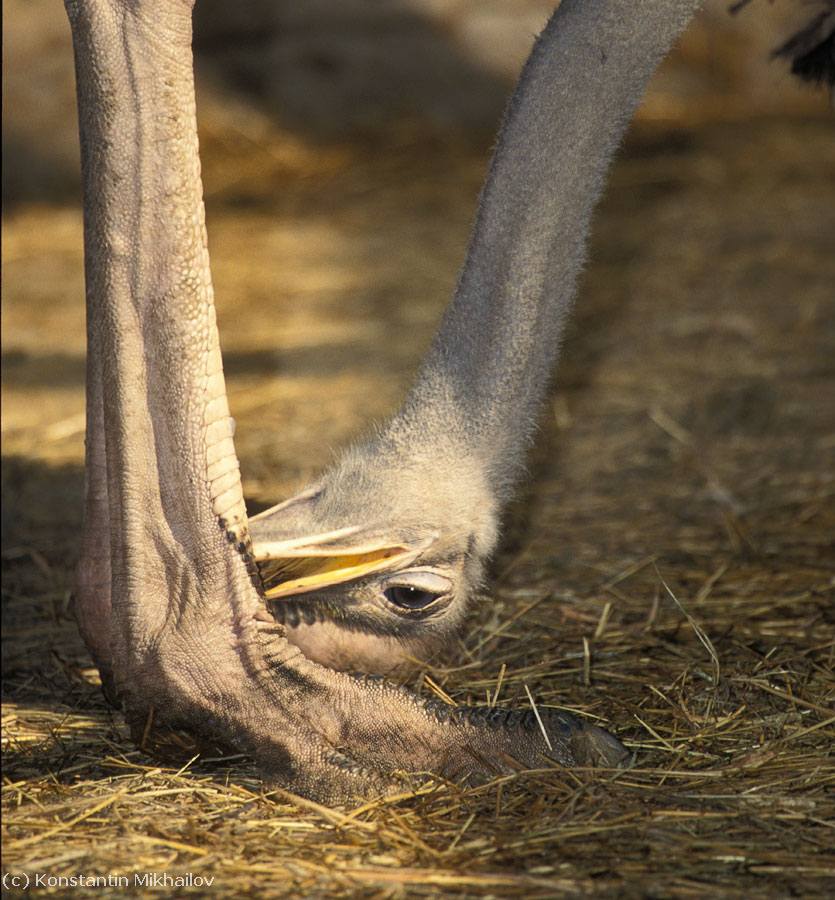 Питание страусов