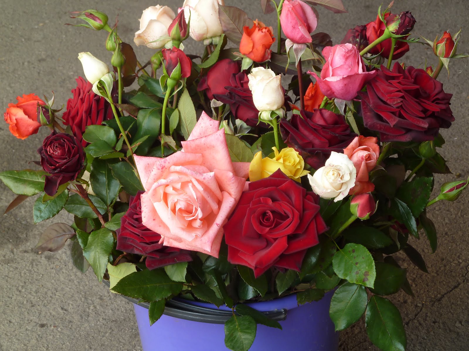 Как сохранить долго розы в вазе свежими