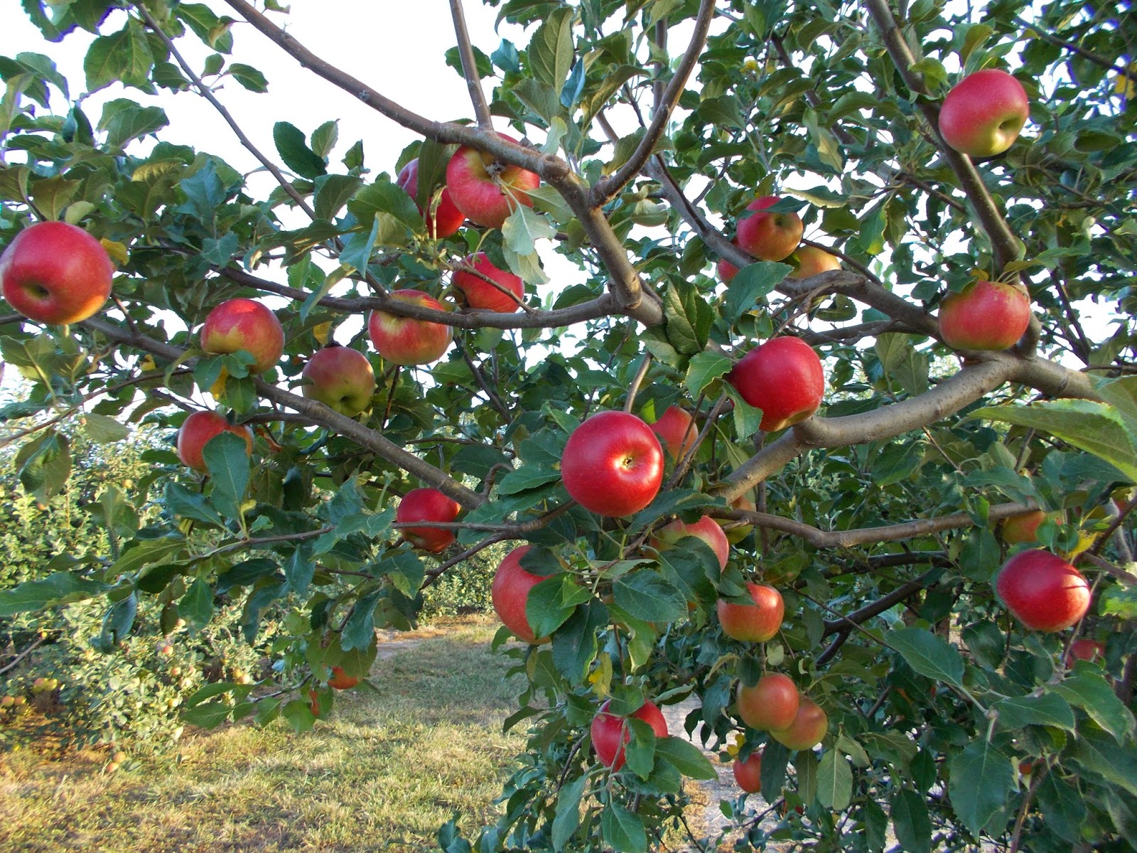 Яблоня летняя красное раннее