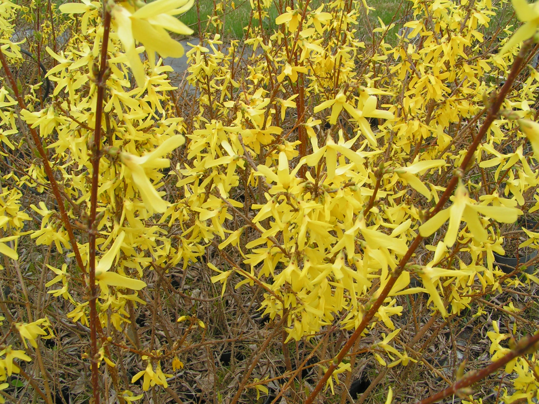 Форзиция промежуточная (Forsythia Intermedia Lynwood c2