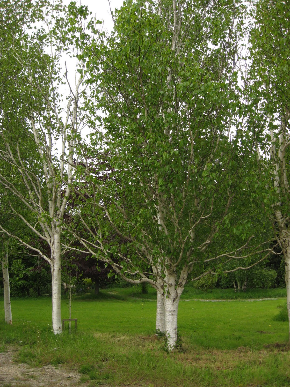 Можно посадить березу. Betula jacquemontii. Betula utilis jacquemontii. Береза бородавчатая. Береза Жакмона.