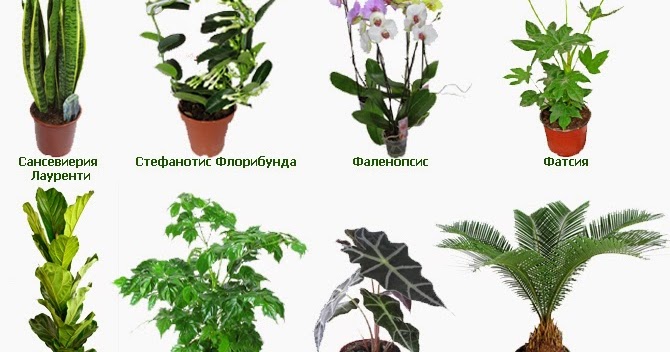 Растения на букву ш. Комнатные растения названия. Комнатные растения не цветущие. Название комнатных цветов. Название домашних цветов.