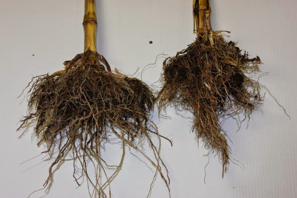 Жито корень. Корневая система озимой пшеницы. Озимая рожь корневая система. Рожь корень. Корневище ржи.