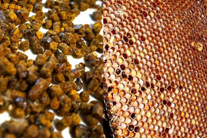 Перга цветочная. Перга пчелиная. Перга продукты пчеловодства. Пчелиная перга лечебные. Мерва пчелиная.