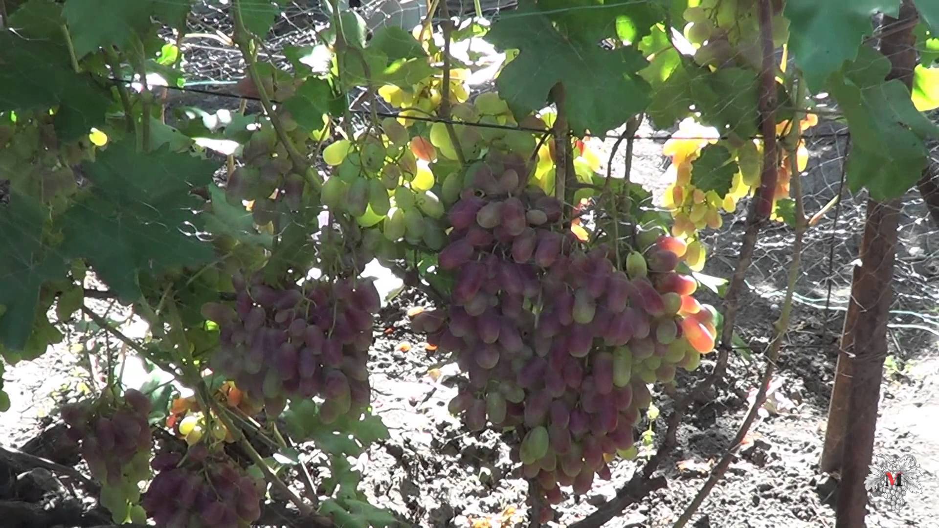 Сорт винограда юлиан фото и описание