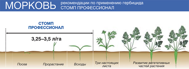 Вегетация растений что это простыми словами