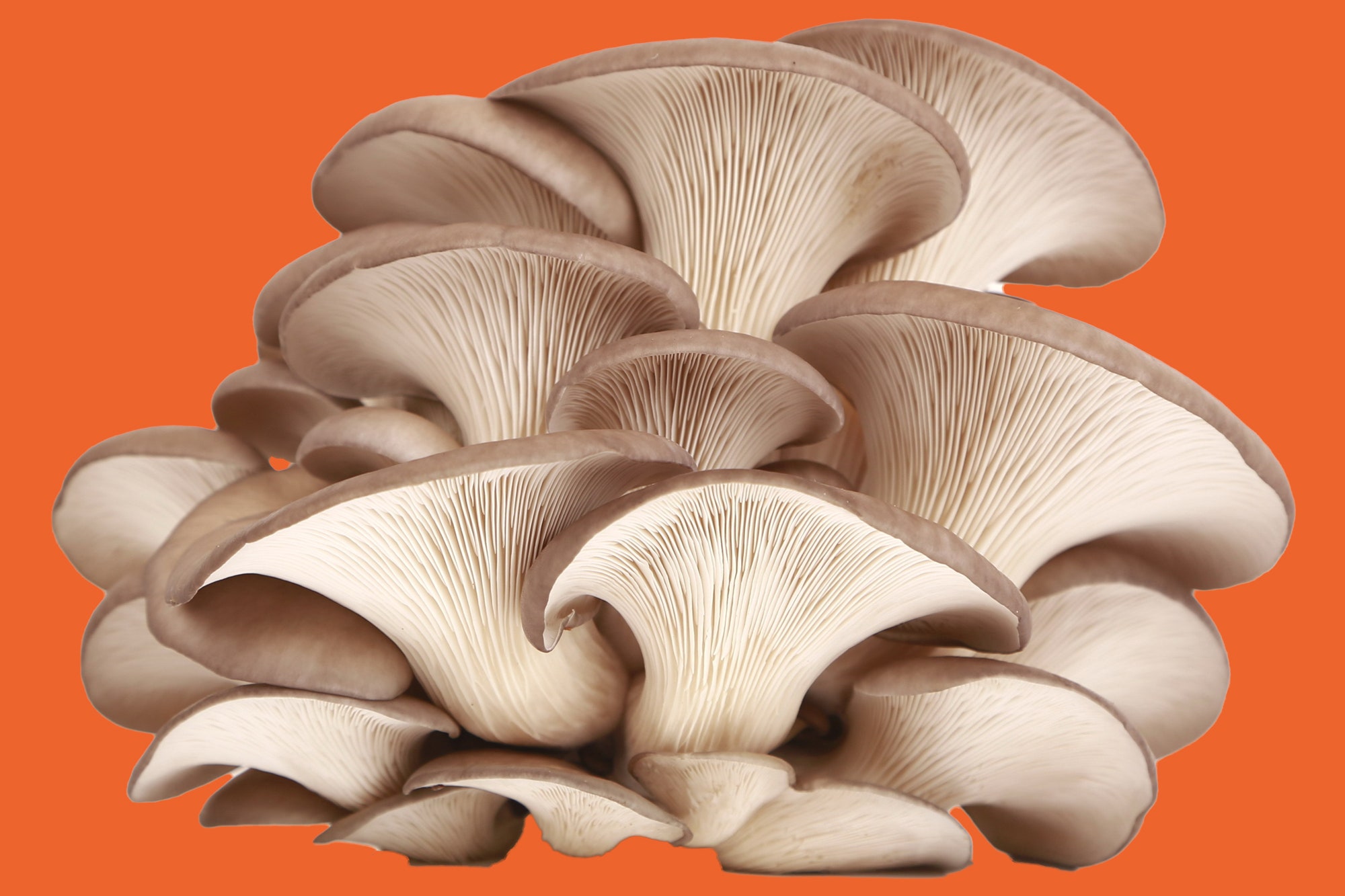 Белые вешенки грибы. Вёшенка устричная (Pleurotus ostreatus). Вёшенка обыкновенная съедобные грибы. Вешенка гриб. Вешенка семгово-соломенная.