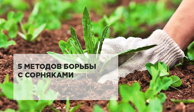 Методы борьбы с сорняками. Биологические методы борьбы с сорняками. Биологический метод борьбы с сорняками. Как избавиться от сорняков. Вырубка сорной растительности.