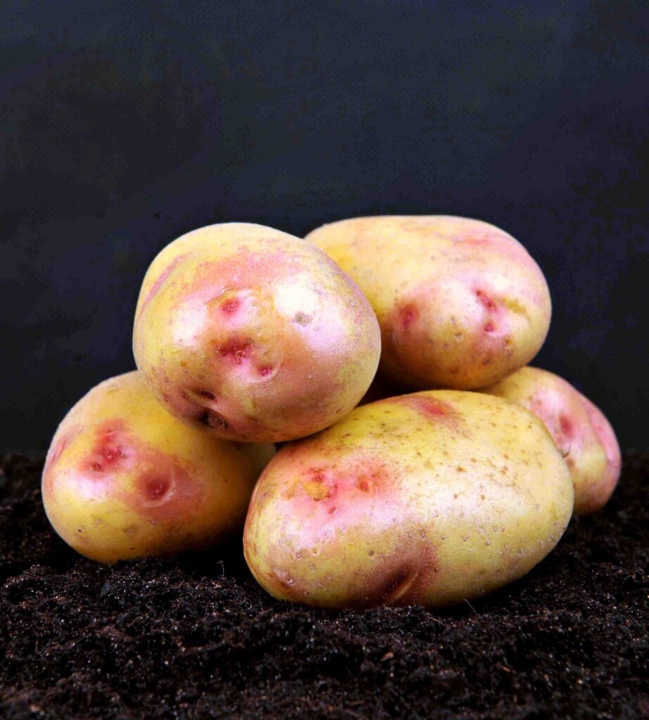 Сорта картофеля название и фото