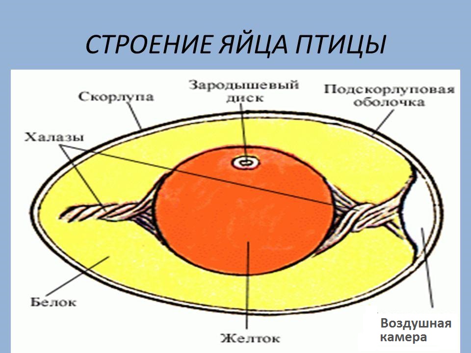 Строение куриного яйца рисунок