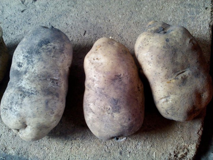 Картофель сынок фото отзывы. Сорт картофеля сынок. Сорт картошки чугунка. Картошка сорт дрова.