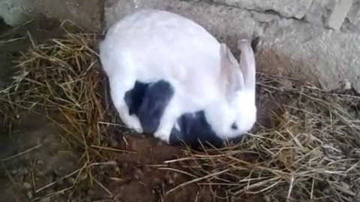 Почему крольчиха съедает крольчиха. Кролики гнездо для окрола. Гнездо крольчихи после окрола. Окрол крольчихи весной.
