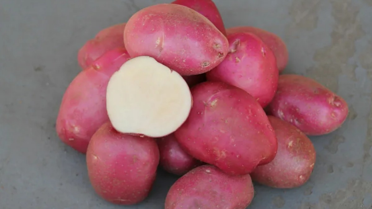 Сорт картофеля Романо