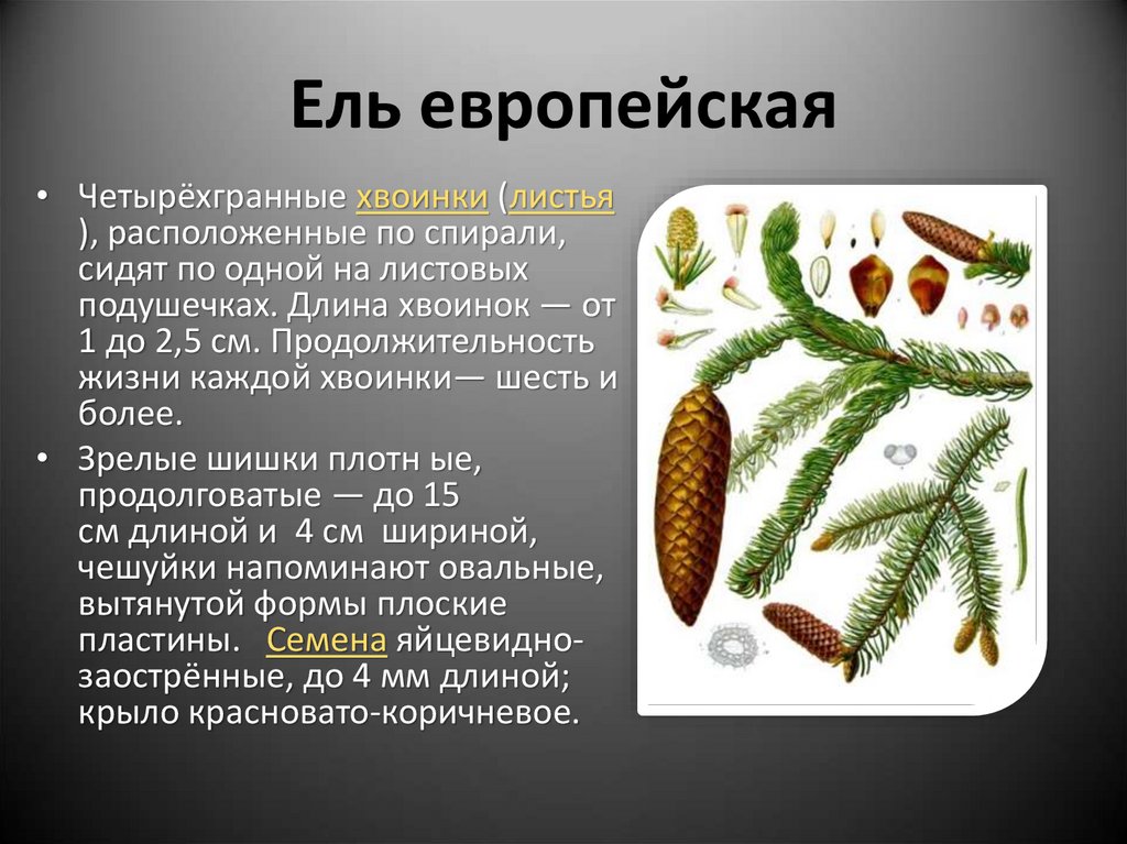 К какому классу относят растение лист которого показан на рисунке 1 хвощевые хвойные