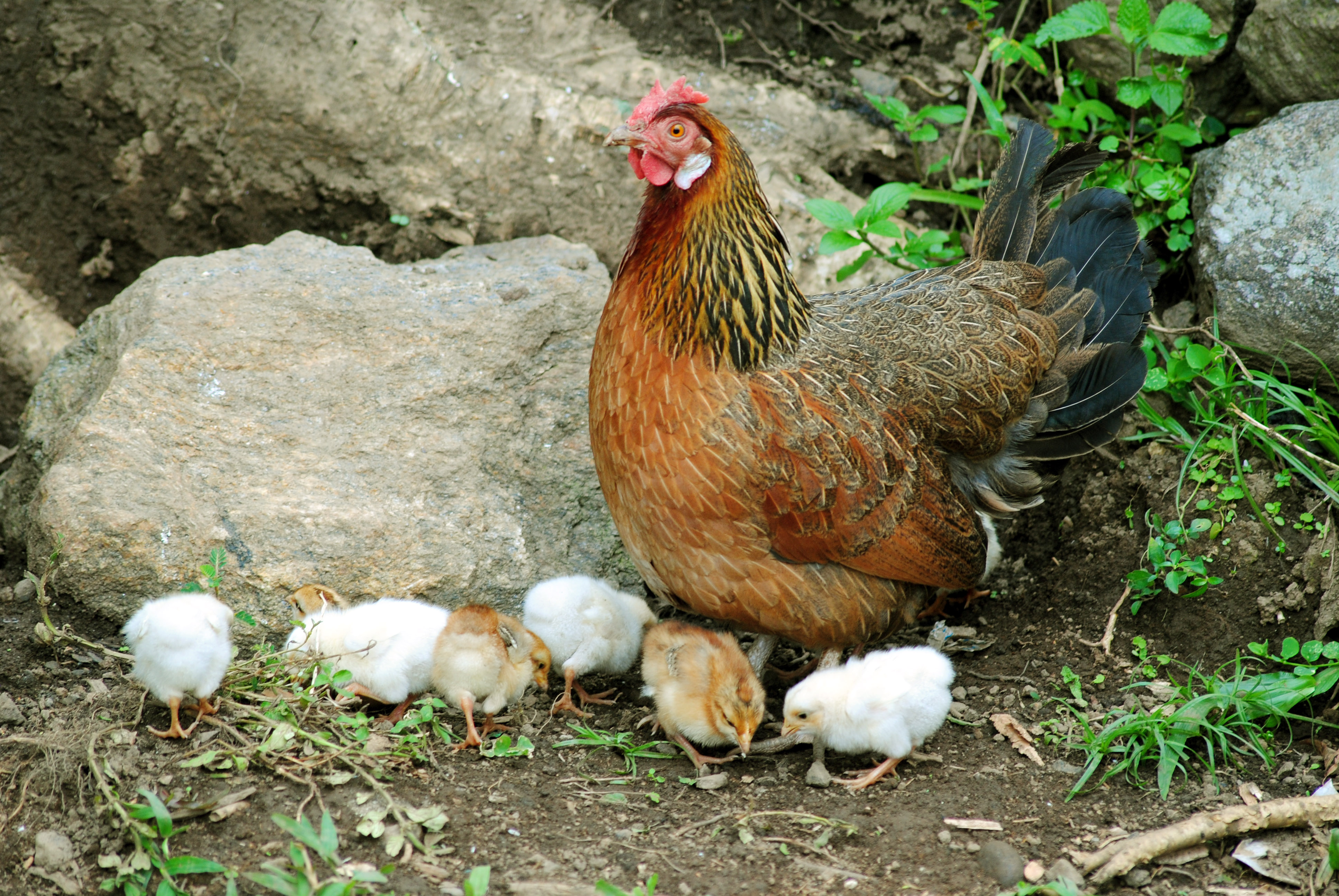 Домашние животные курица и цыплята