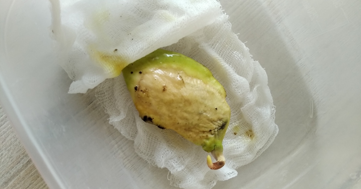 Как прорастить косточку манго в домашних условиях правильно фото пошагово