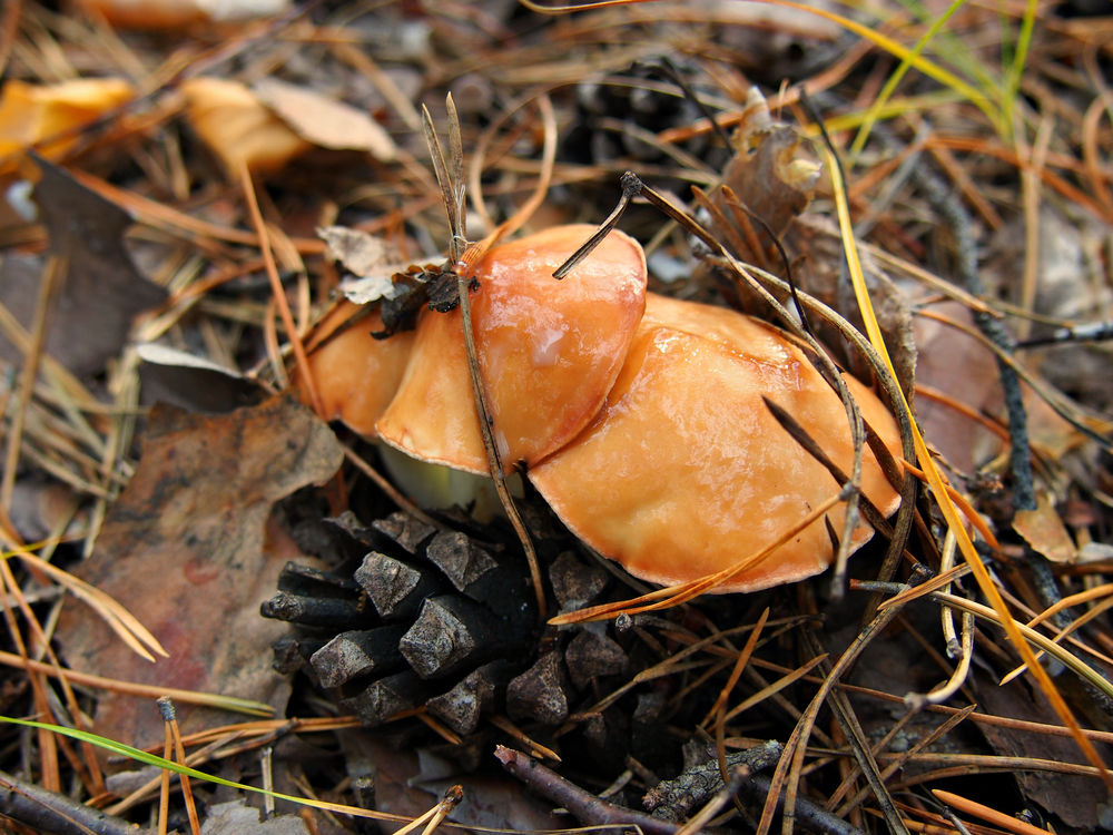 Гриб хвойная. Съедобные грибы Бузулукского Бора. Маслята в Сосновом Бору. Осенние грибы Бузулукского Бора. Грибы растущие в Сосновом Бору.