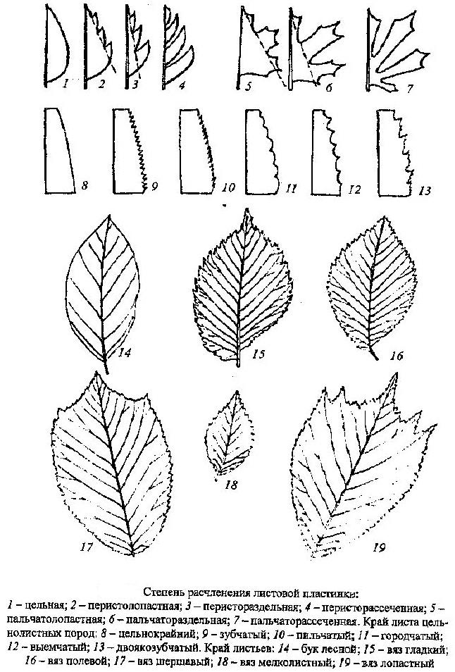 Форма листьев ольха