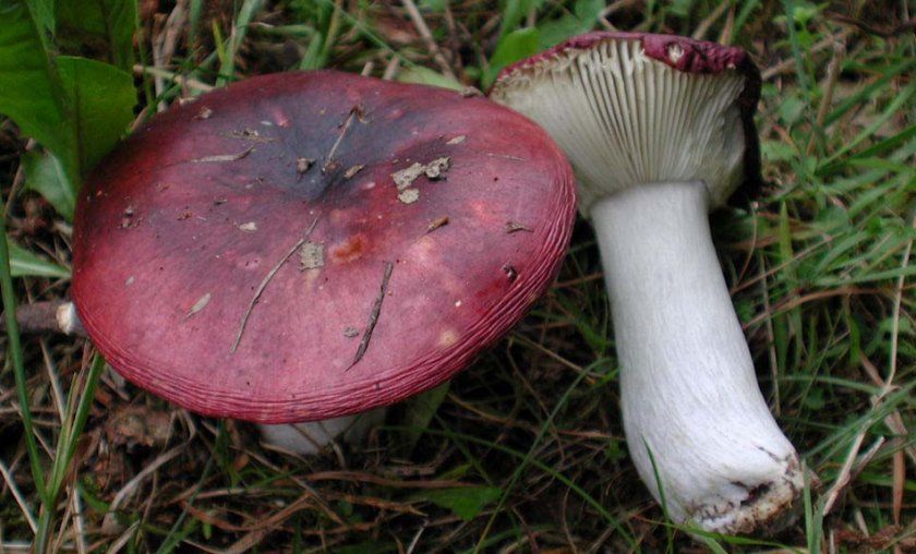Сыроежки грибы фото съедобные и несъедобные