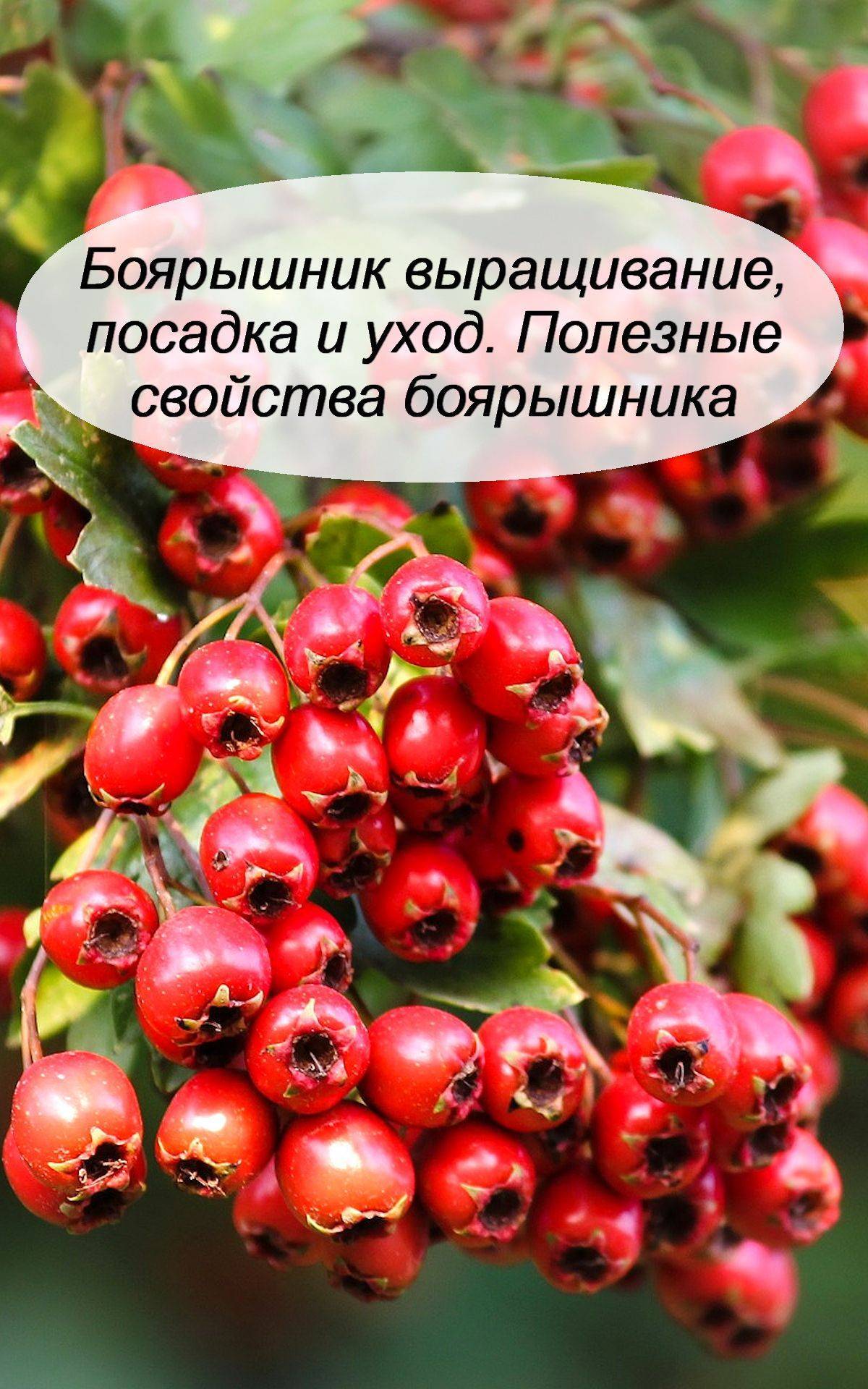 Ягоды боярышника. Боярышник Даурский Crataegus dahurica. Боярышник Эльвангера. Боярышник Европейский. Янтарный боярышник.