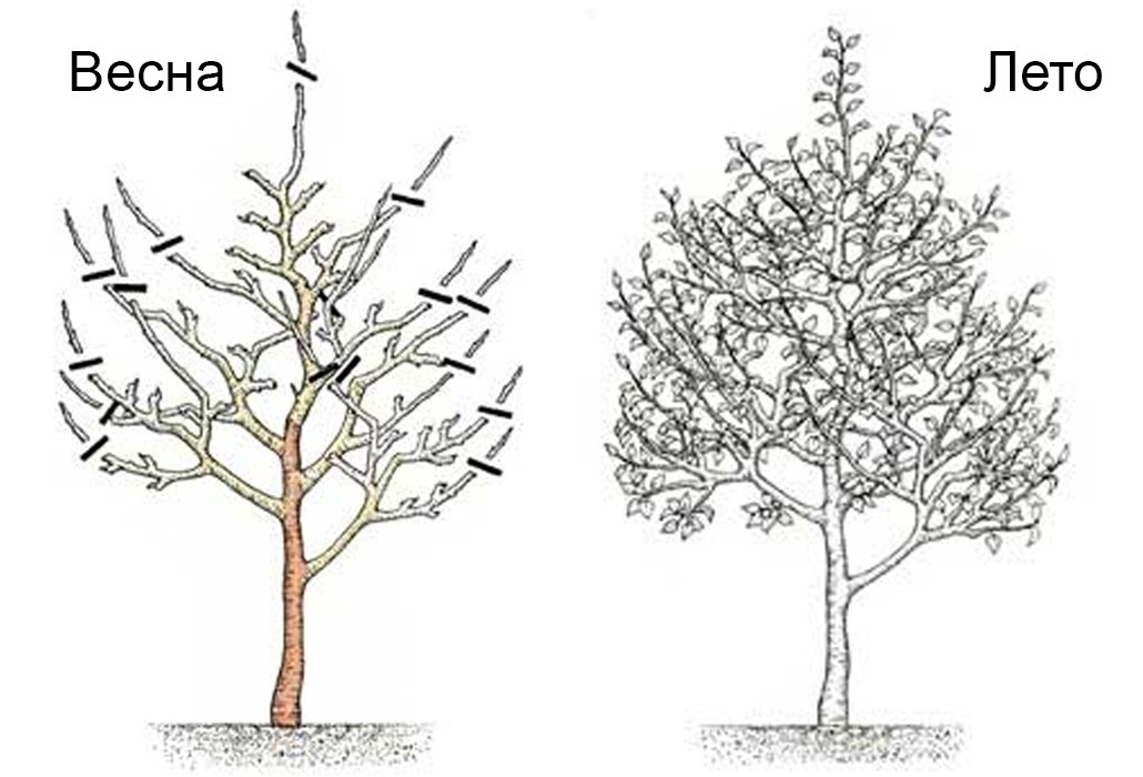 Схема обрезки старой груши