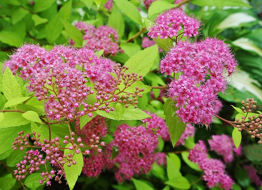 Куст спиреи розовой фото