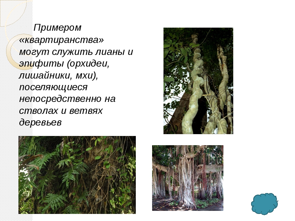 Эпифит и дерево тип