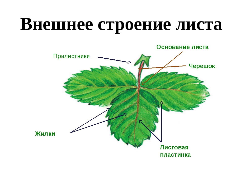 Биология 6 класс функция листьев. Основание черешок листовая пластинка у листа. Черешок прилистник. Внешнее строение листьев. Черешок жилка и листовая пластинка.