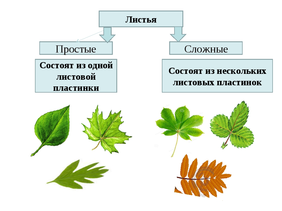 Простые и сложные листья биология 6 класс