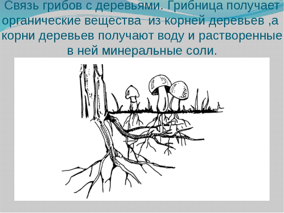 Корни грибов как называется. Симбиоз грибницы с корнем дерева. Симбиоз грибов и растений. Схема симбиоза гриба и дерева. Симбиоз гриба с корнями высших растений.