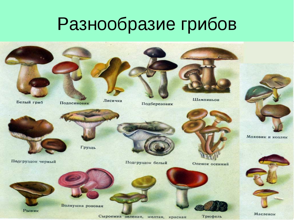 Назовите виды грибов. Грибы: съедобные и несъедобные. Царство грибов съедобные и несъедобные. Съедобные грибы и несъедобные грибы. Грибы сдобые и не съедобные.