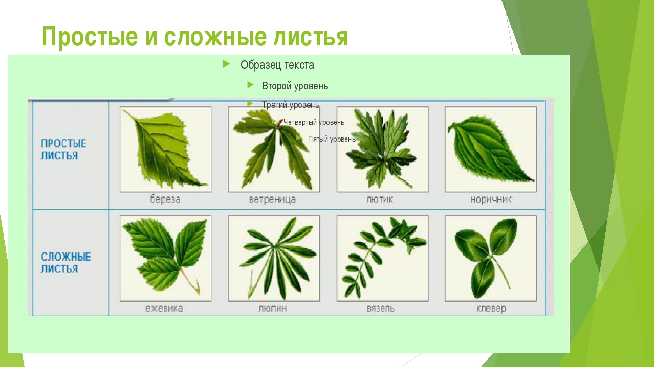 Сложное строение. Простые и сложные листья. Простые и сложные листья примеры. Строение сложных листьев. Сложный лист лист.