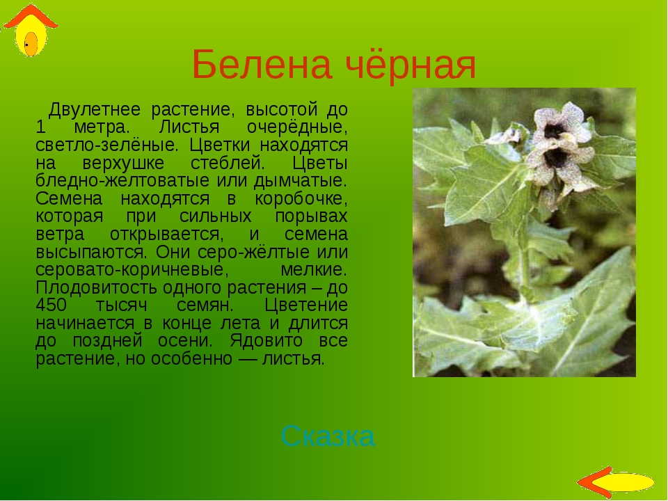 Растение белена фото и описание