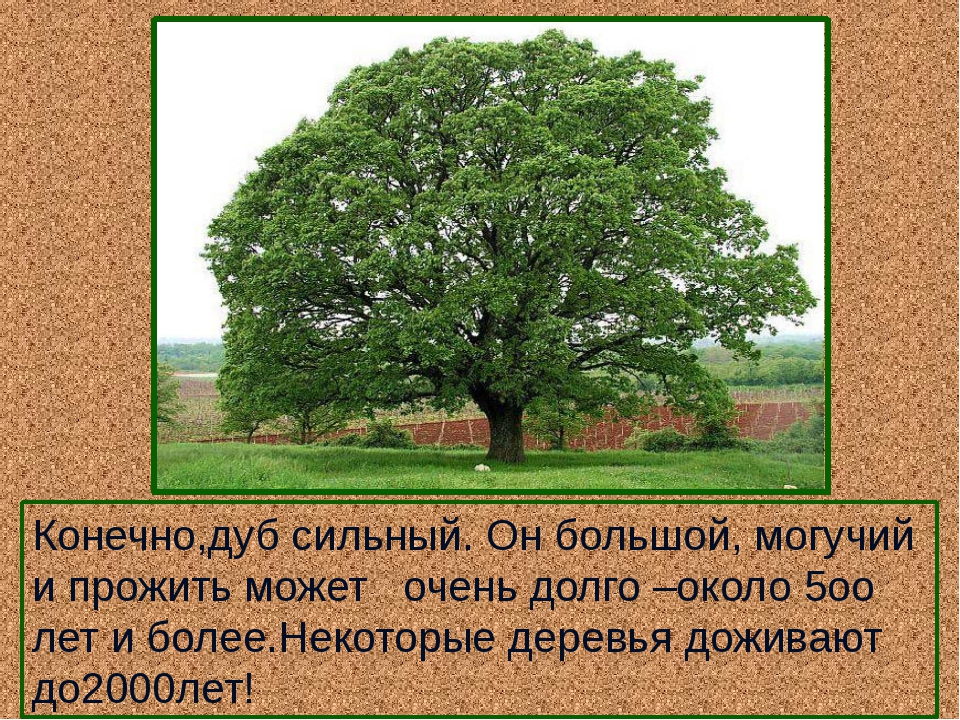 Сколько дубов в мире. Дуб дерево описание. Сообщение о дубе. Возраст дуба.